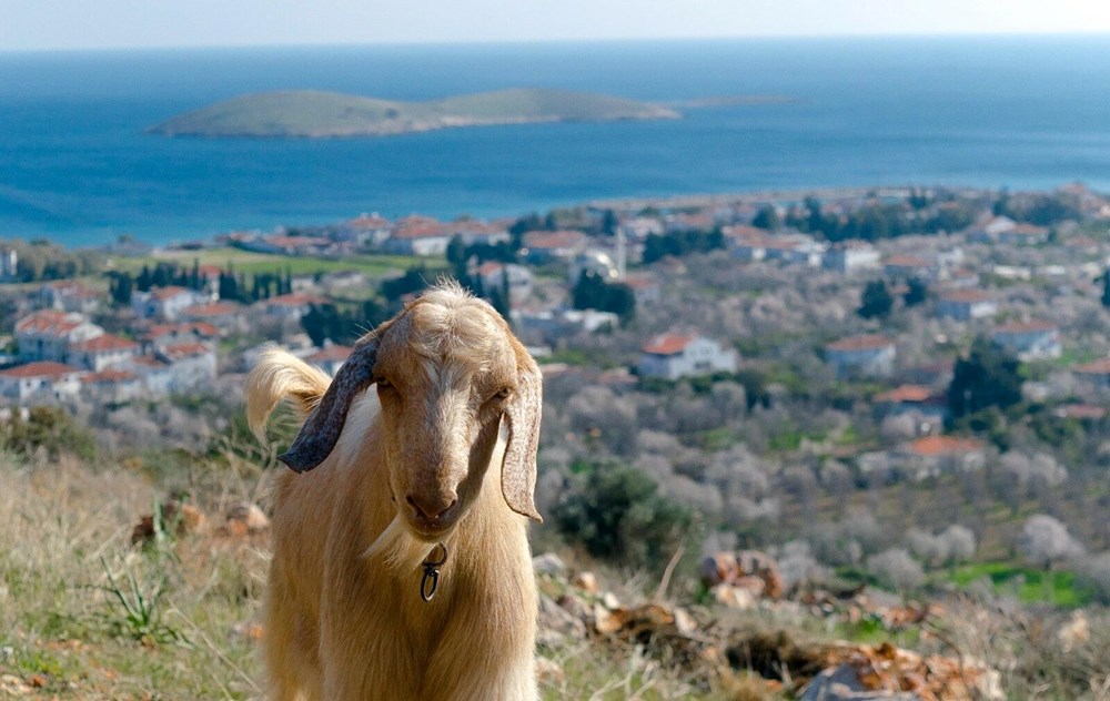 Bir ilçe karantinaya alındı: Mavi dil hastalığı - 4