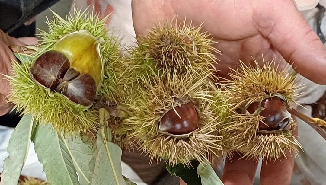 Kilosu 200 lira, kapış kapış gidiyor