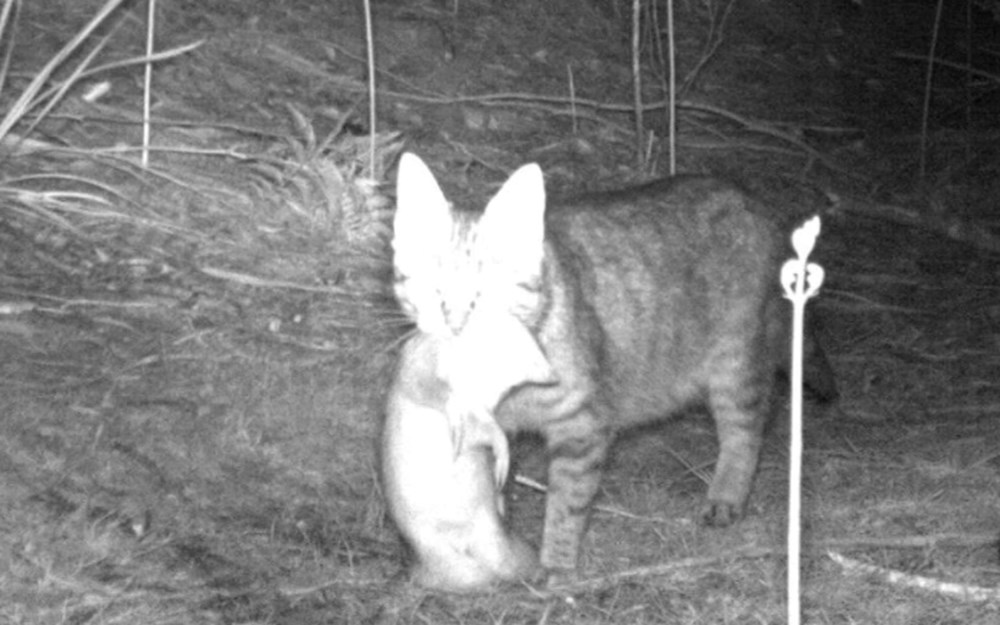 Avustralya'da kedilere sokağa çıkma yasağı: Uymayana para cezası - 5