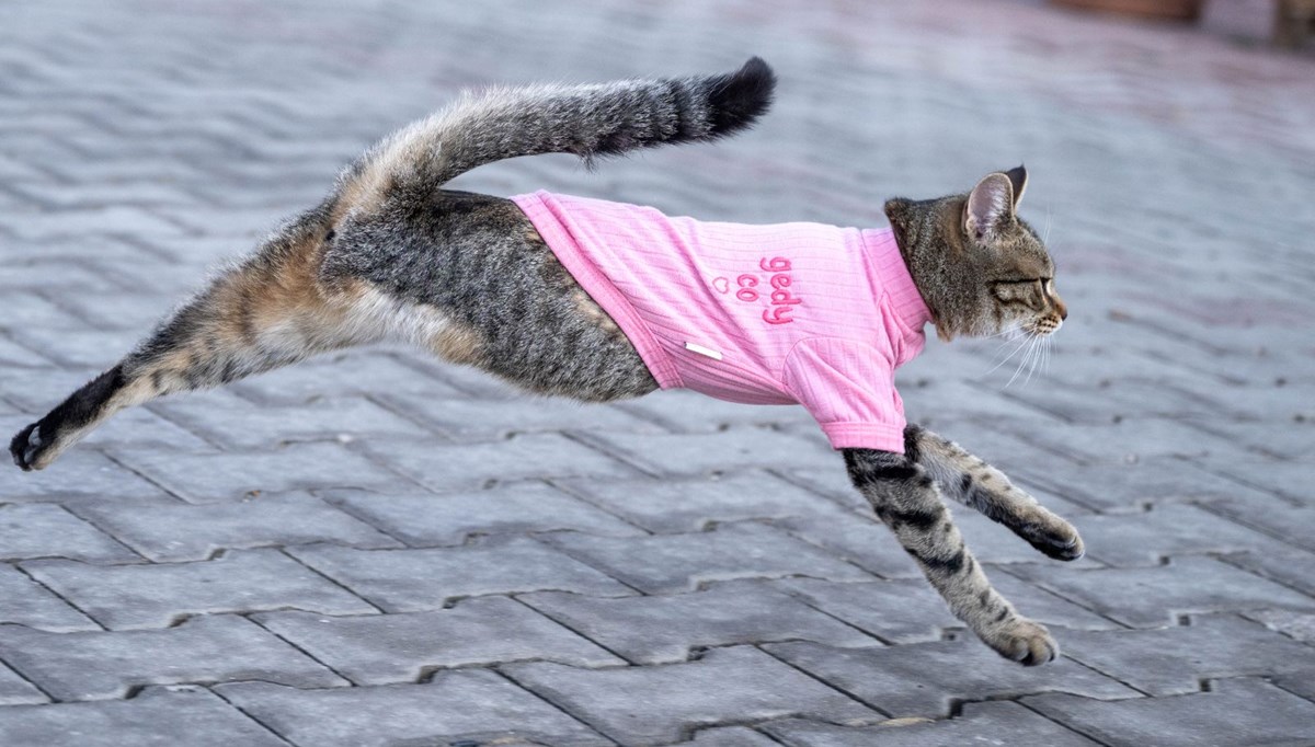 Üç bacaklı kedi 'Tripod'un yaşama sevinci: Köpekleri dövüyor, esnafın maskotu oldu