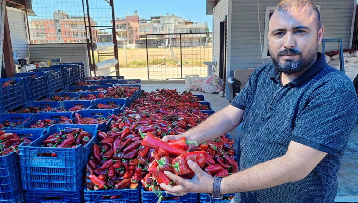Kilosu 15-20 lira: Adana'da sezon başladı