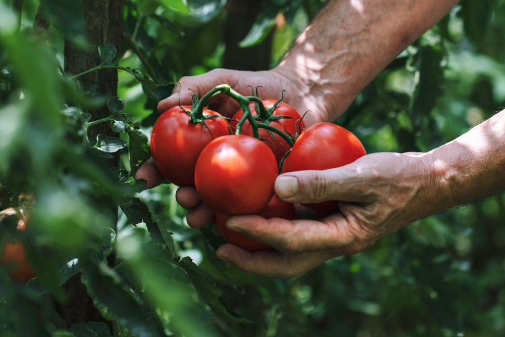 What happens to your body when you eat raw tomatoes? - 3