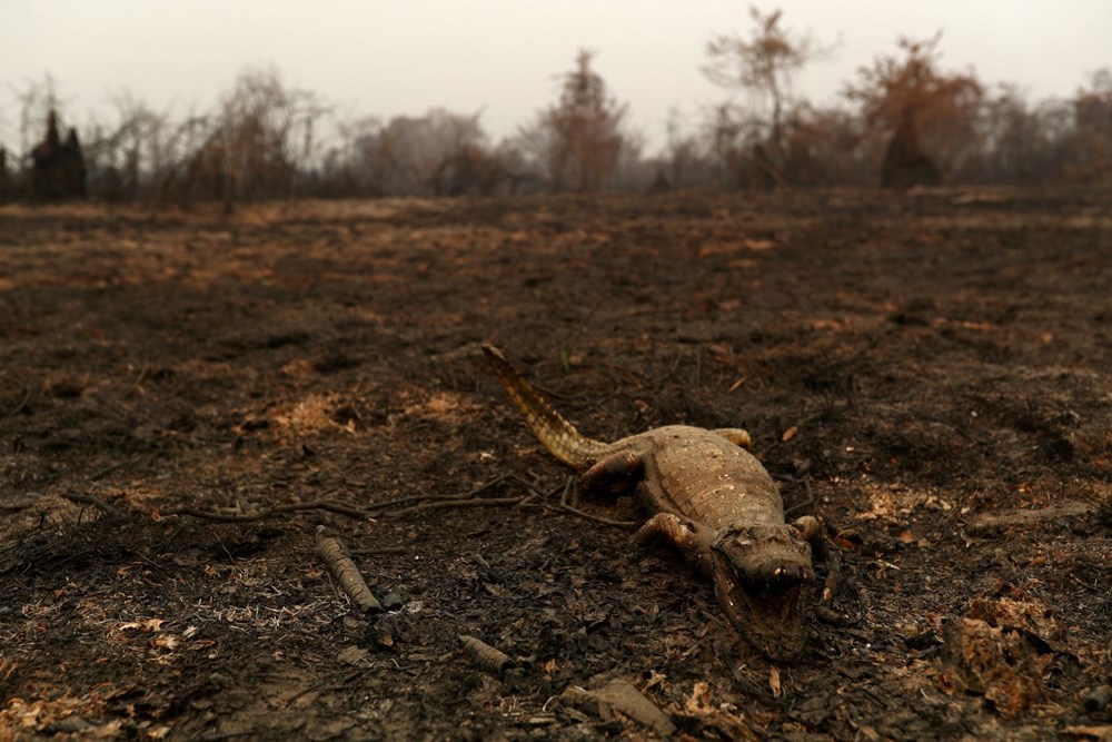 Brezilya’da vahşi yaşamı kurtarmak için yangınla kıyasıya yarış - 16