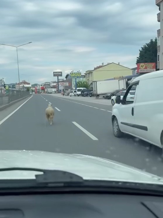 Sahibinin elinden kaçan koyun yollara düştü.