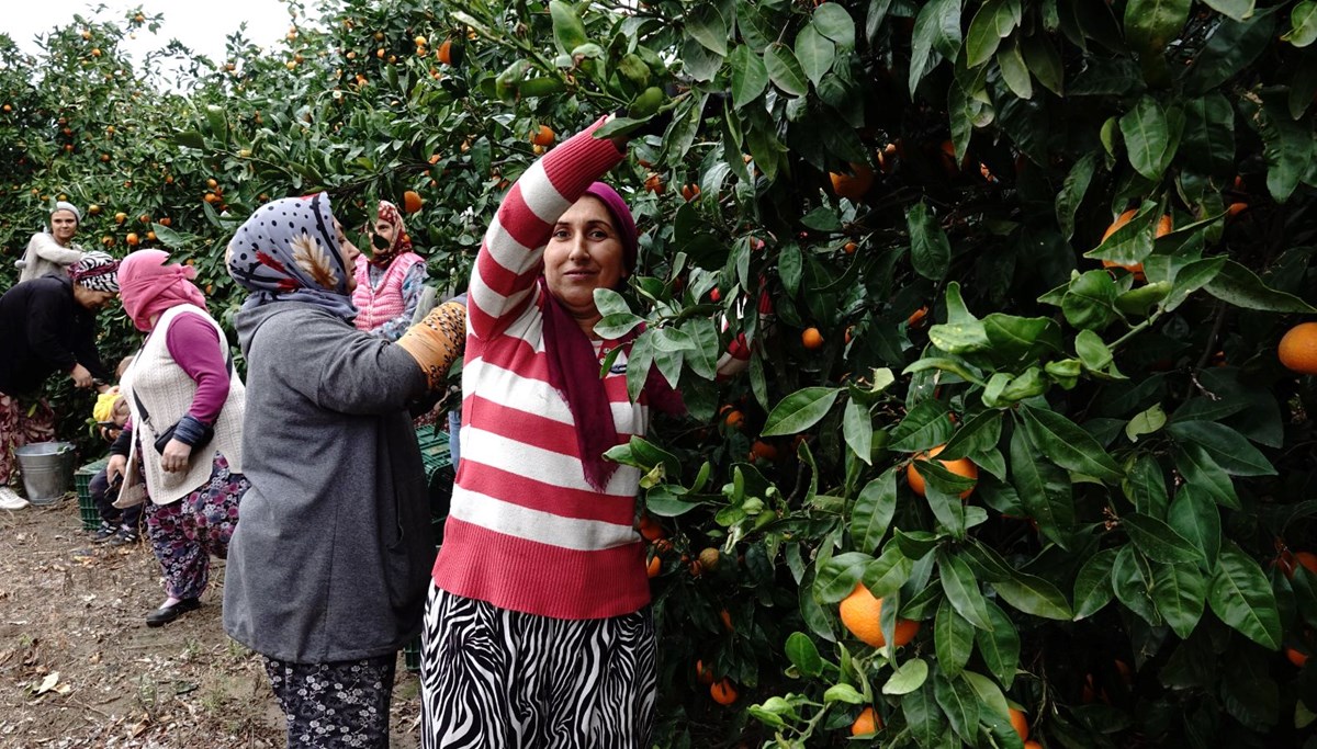 7 bin dönümlük alanda yetişti: Coğrafi işaretli A, B ve C vitamini zengini