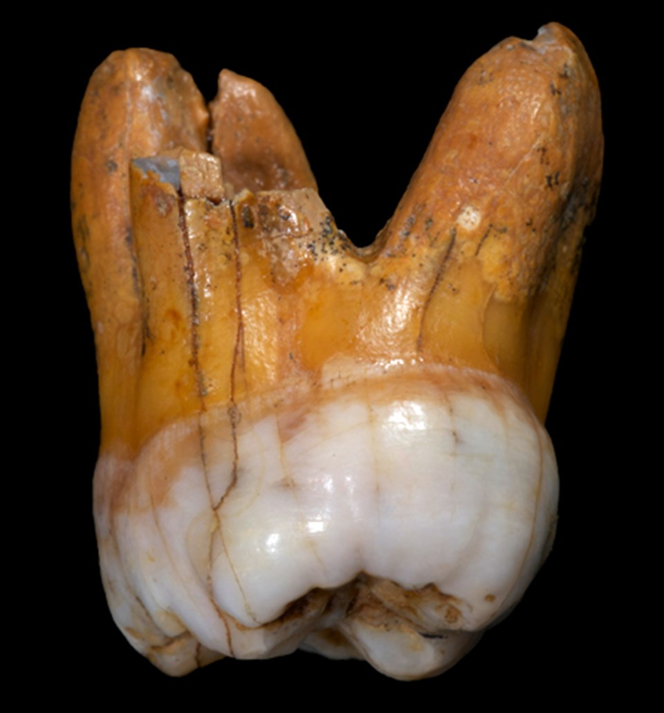 Denisovan mağarasında bulunan diş.