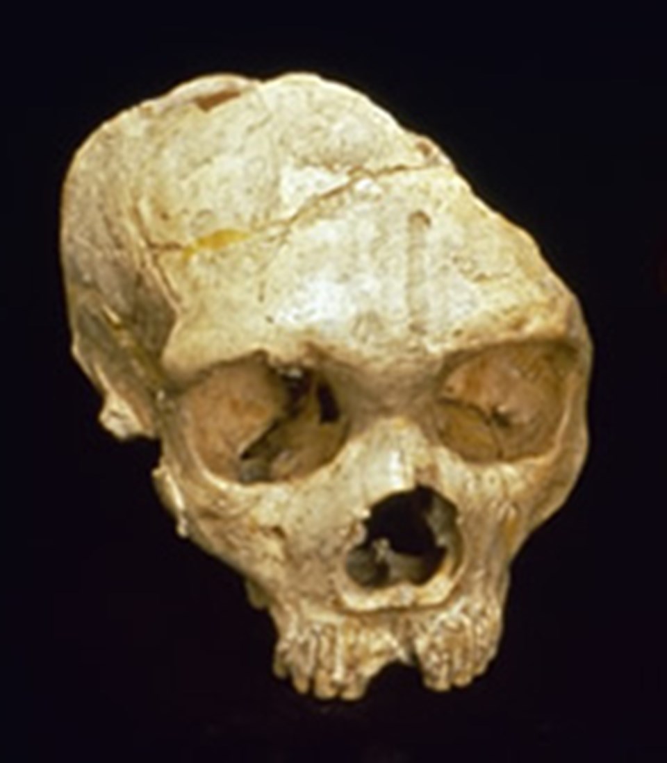 Neandertal kafatası.