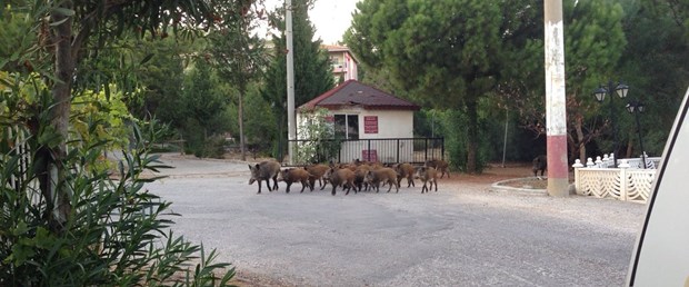 domuz-marmaris.jpg