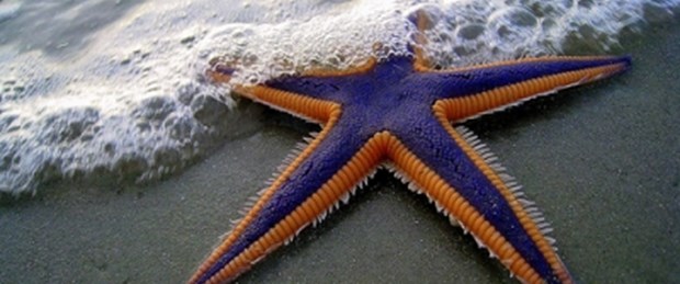Akdeniz'e koruma