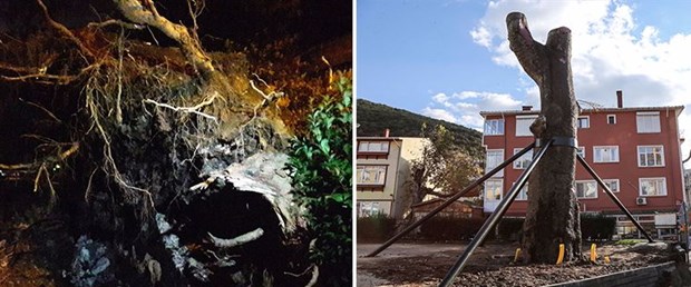 çınar-devrildi.jpg