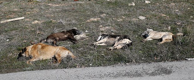 191804-ankara-köpek2.jpg