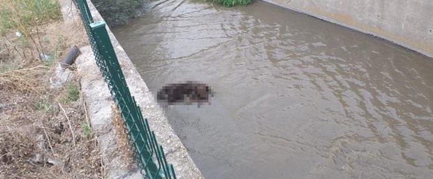 Ankaraâda farklı tarihlerde 3 köpek zehirlenerek öldürüldükten sonra yol kenarında bulunan su kanalına atılmıŠÅekilde bulundu ile ilgili görsel sonucu