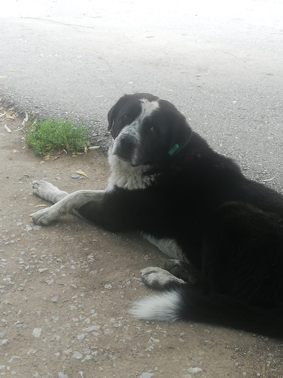 Ankaraâda farklı tarihlerde 3 köpek zehirlenerek öldürüldükten sonra yol kenarında bulunan su kanalına atılmıŠÅekilde bulundu ile ilgili görsel sonucu