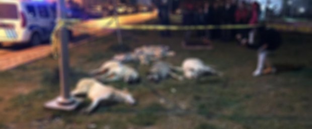 ankara kopek son.jpg