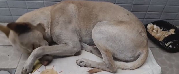 köpek.jpg