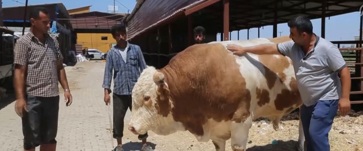 Araba fiyatına kurbanlık boğa (Tam 1.8 ton) NTV