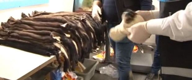 porsuk kürkü.jpg