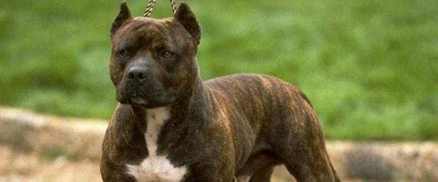 191107-Staffordshire-terrier.jpg