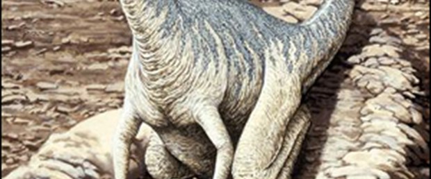 Baba dinozor da yumurtalara bakıyordu