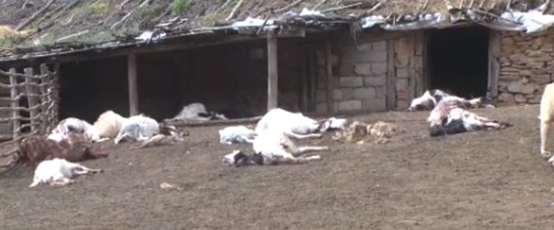 keçi-öldürdü.jpg
