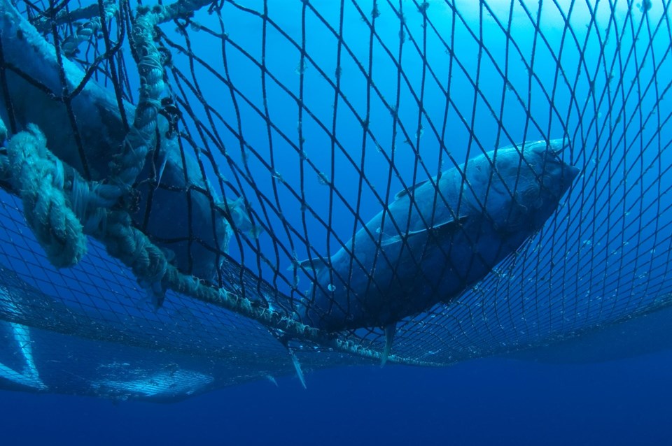 Captive Bluefin Tuna inside a transport cage.
Greenpeace is calling on the countries of the Mediterranean to protect bluefin tuna with marine reserves in their breeding and feeding areas.