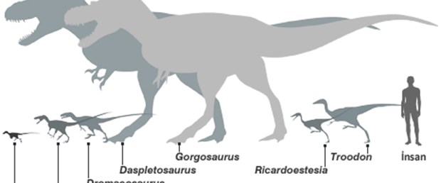 Bebek boyunda etobur dinozor keşfedildi