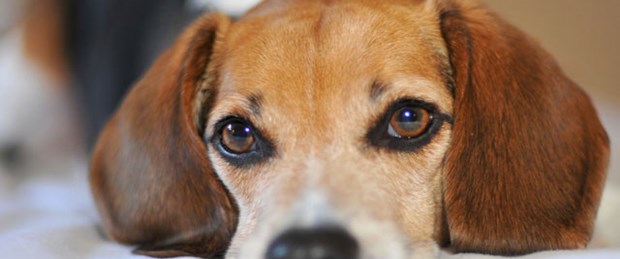 Borç yüzünden köpeğe haciz