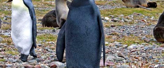 "Böyle penguen görmedim"