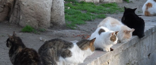 kedi.jpg