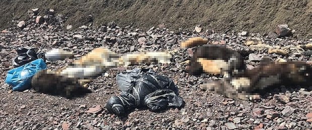ankara-köpek-ölüm.jpg