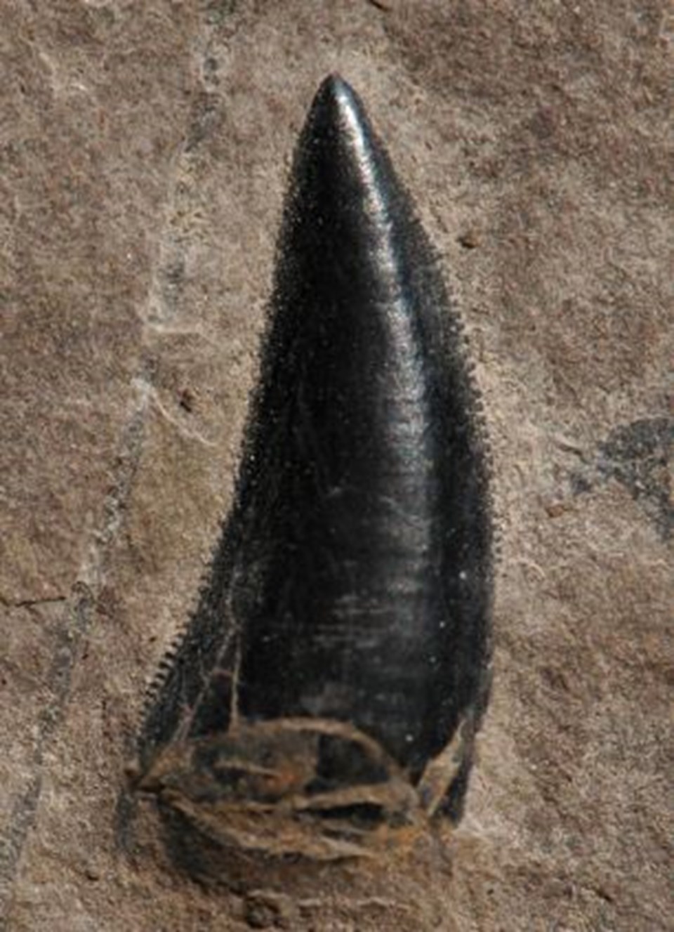 Bir çok dinozor türüyle doğrudan akraba olan Archosaurus'a ait bir diş.