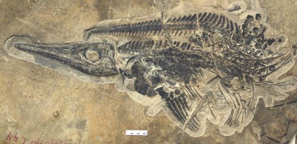 Ichthyosaurus, denizlerdeki en eski ve en büyük avcılardan biriydi.