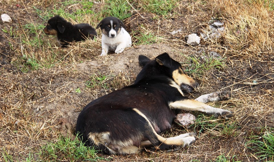 Bir yavru köpeğin zehirlenerek katledilen annesine bakışı yürekleri yaktı.