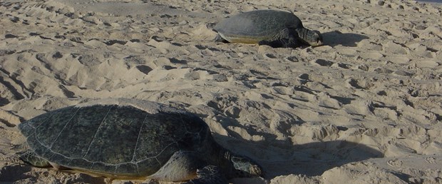 Caretta nöbeti