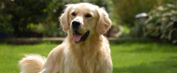 golden-retriever.jpg
