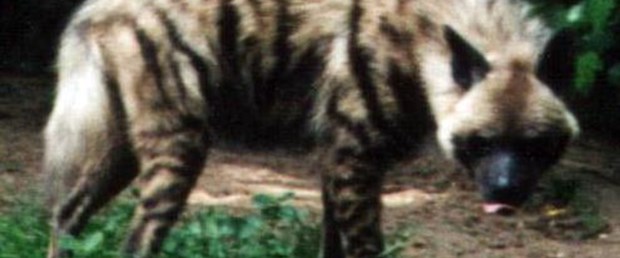 Çizgili sırtlanın izinde