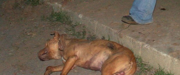 Çocuğa saldıran Pitbul öldürüldü