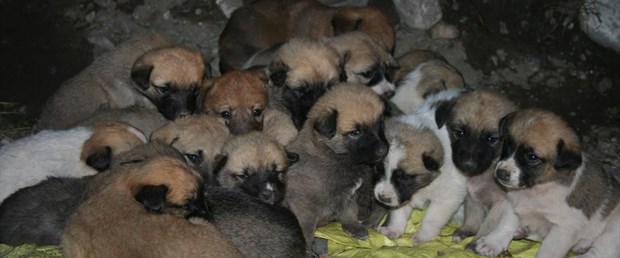 köpekler.jpg