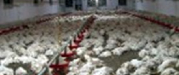 Elektrik kesildi, 22 bin tavuk telef oldu