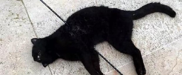 kedi.jpg