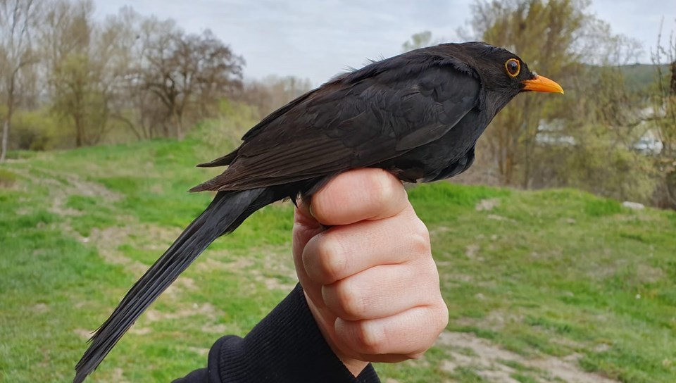 Karatavuk