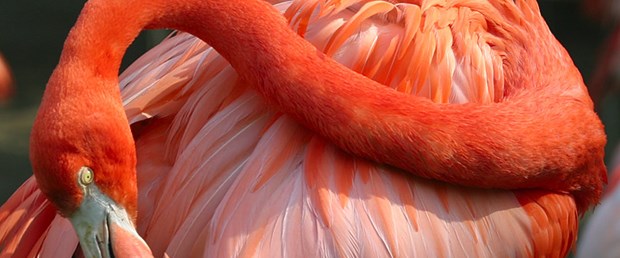 Flamingolar neden gelmedi?