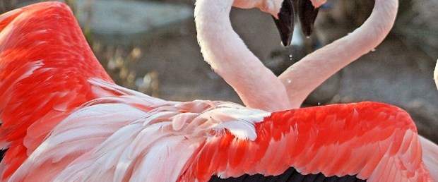Flamingolar neden öldü?