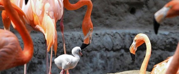 Flamingolar rekor kırdı