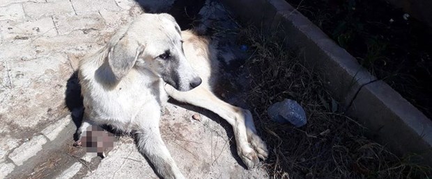 gaziantep köpek