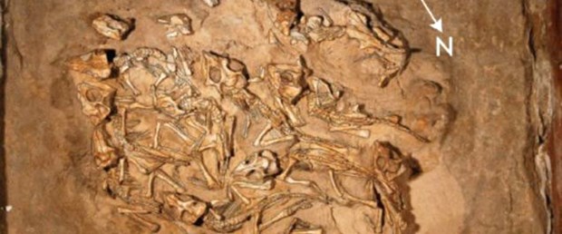 Gobi Çölü'nde dinozor yuvası