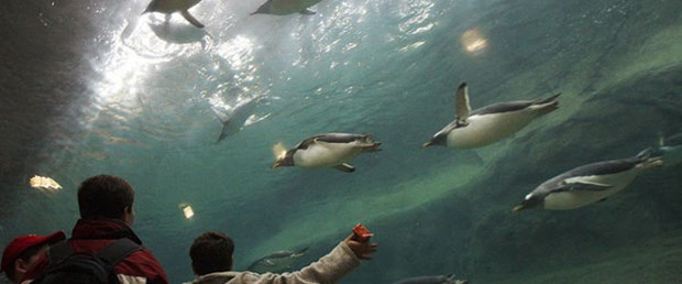 Havalanan penguenlerin sırrı tüylerinde