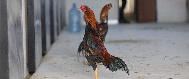 horoz dövüştürenlere ceza.jpg
