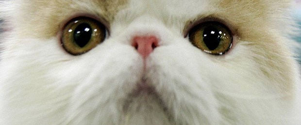İran Uzay’a kedi gönderecek