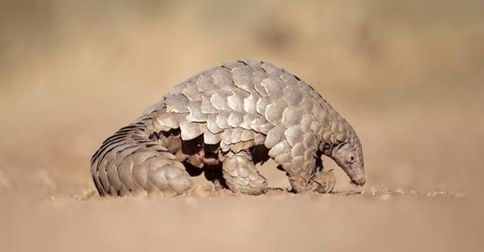 Pangolin